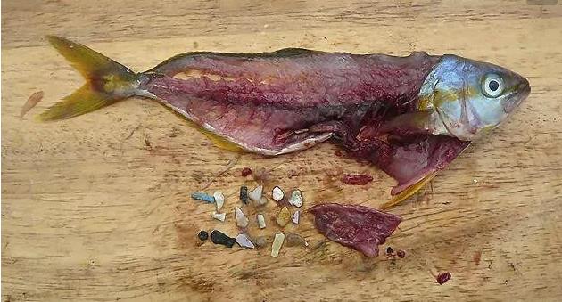 震驚！首次確認(rèn)：人體已被微塑料污染！